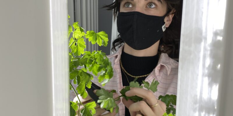 URSU Food Security Coordinator Cassidy Daskalchuk inspects herbs grown by the URSU Hydroponics Project.